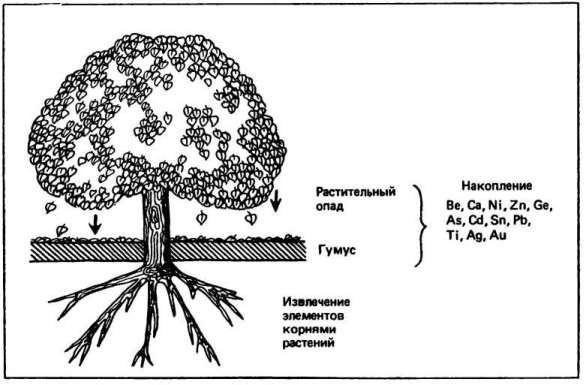 Схема биогенной аккумуляции микроэлементов в гумусовом горизонте почвы (по В. Р. Вильямсу и В. М. Гольдшмидту) Схема биогенной аккумуляции микроэлементов в гумусовом горизонте почвы (по В. Р. Вильямсу и В. М. Гольдшмидту)